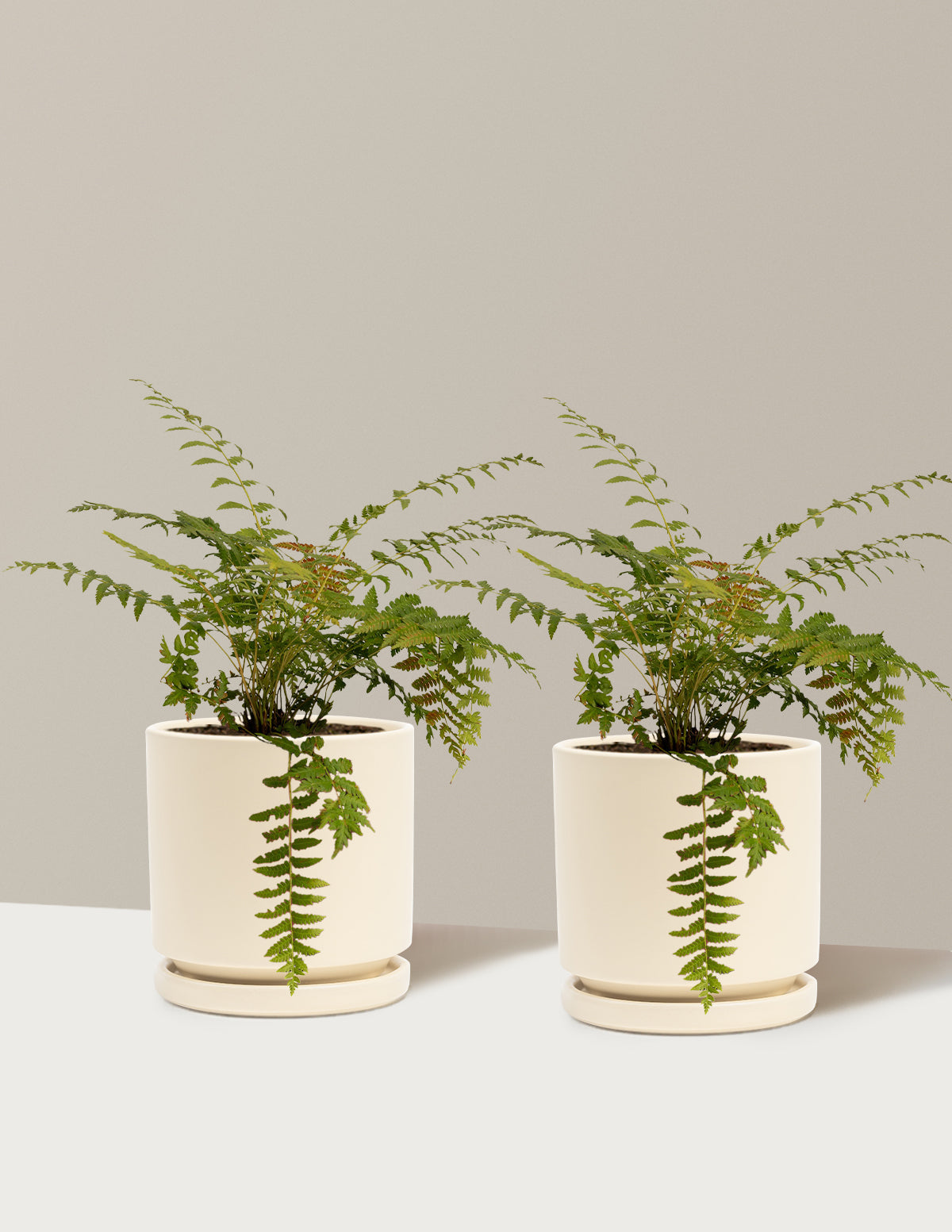 Cinnamon Fern
