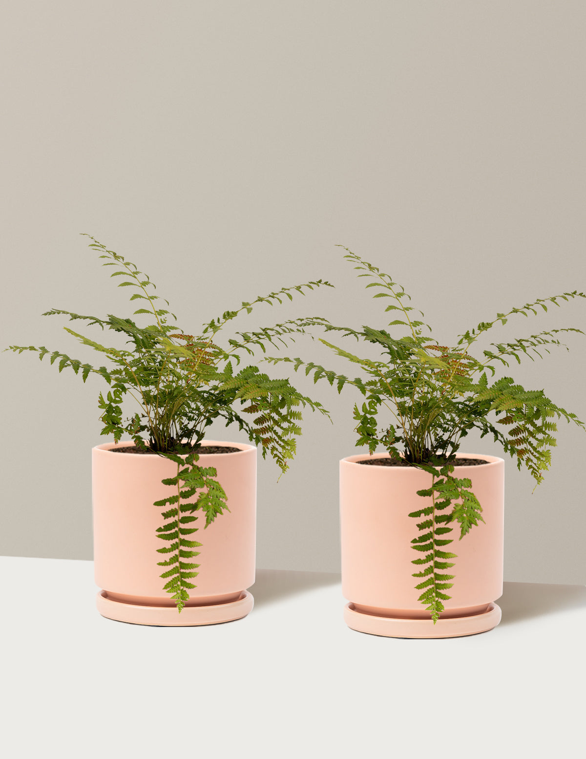 Cinnamon Fern