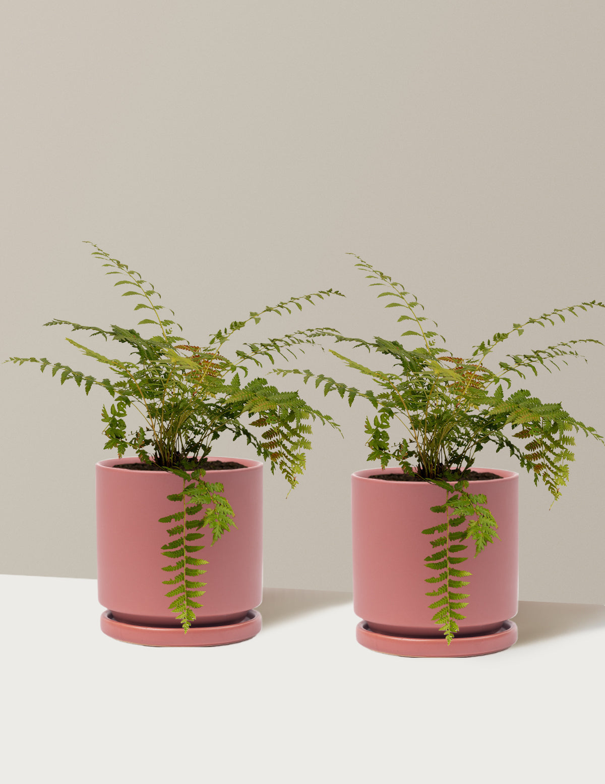 Cinnamon Fern
