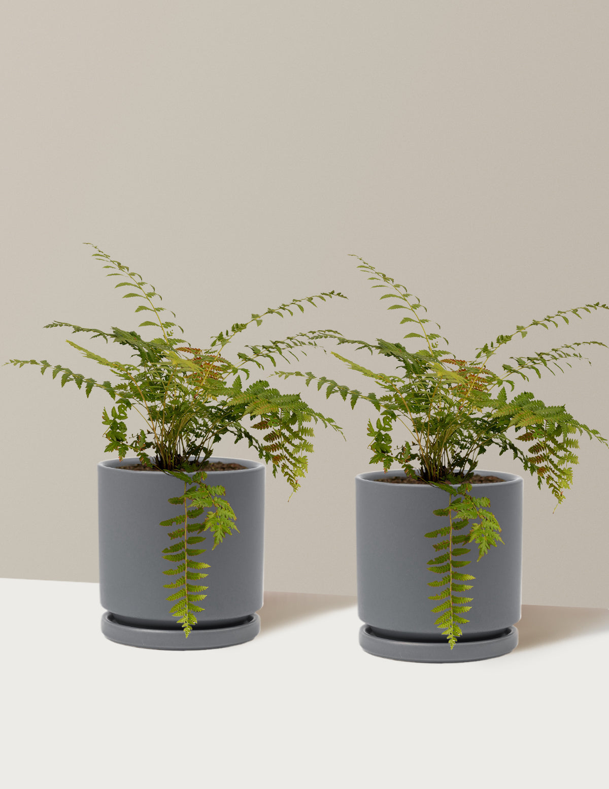 Cinnamon Fern