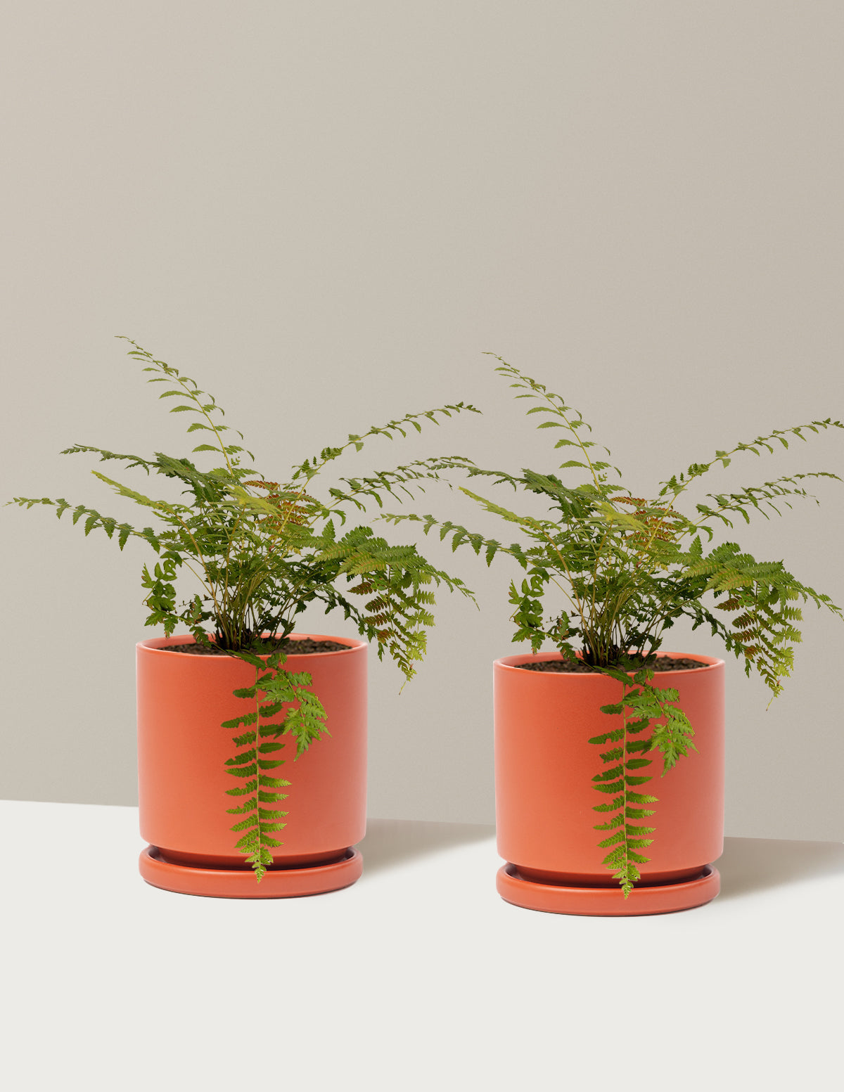 Cinnamon Fern