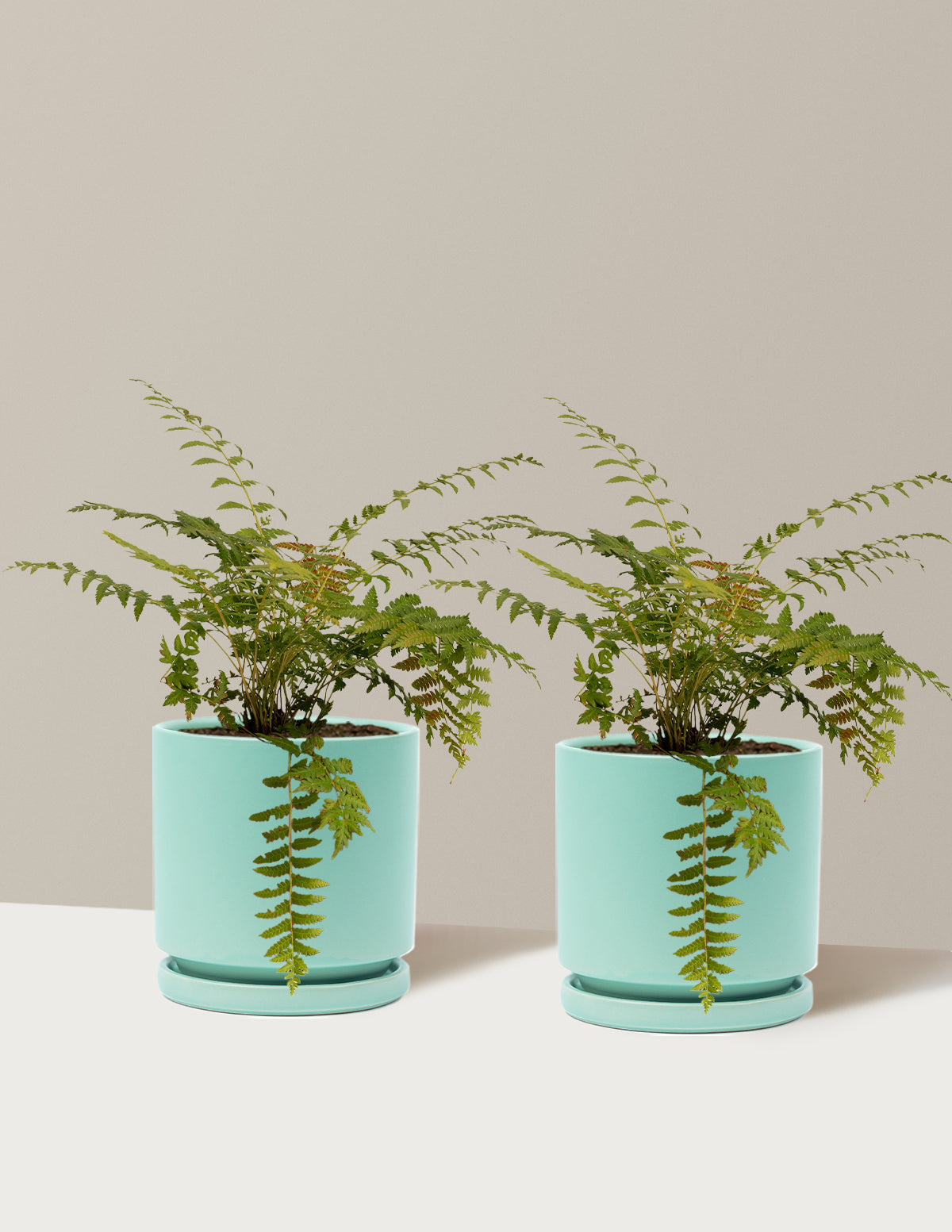 Cinnamon Fern