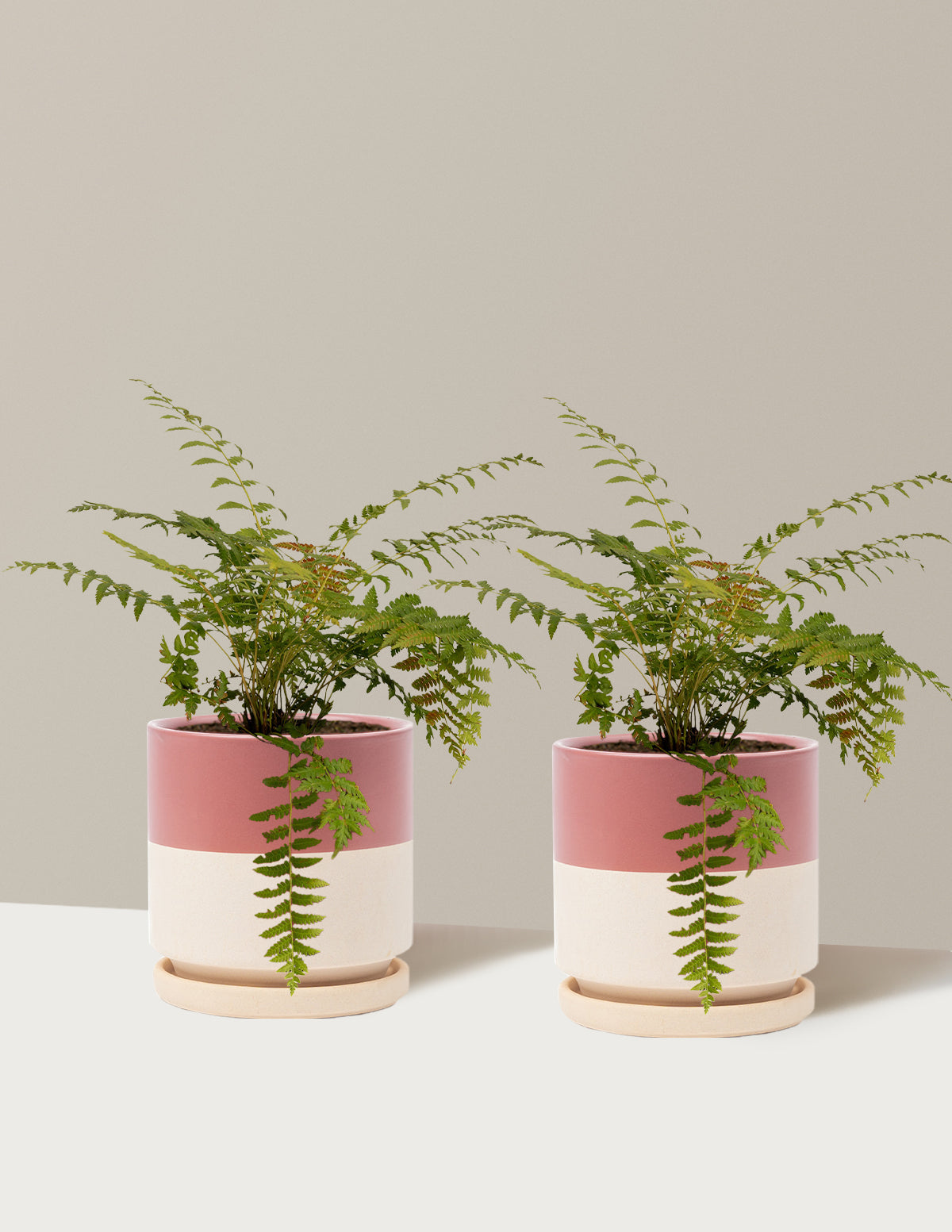 Cinnamon Fern
