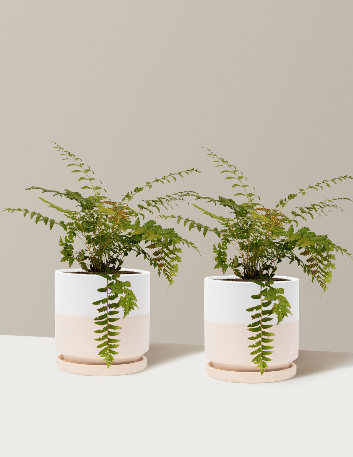 Cinnamon Fern