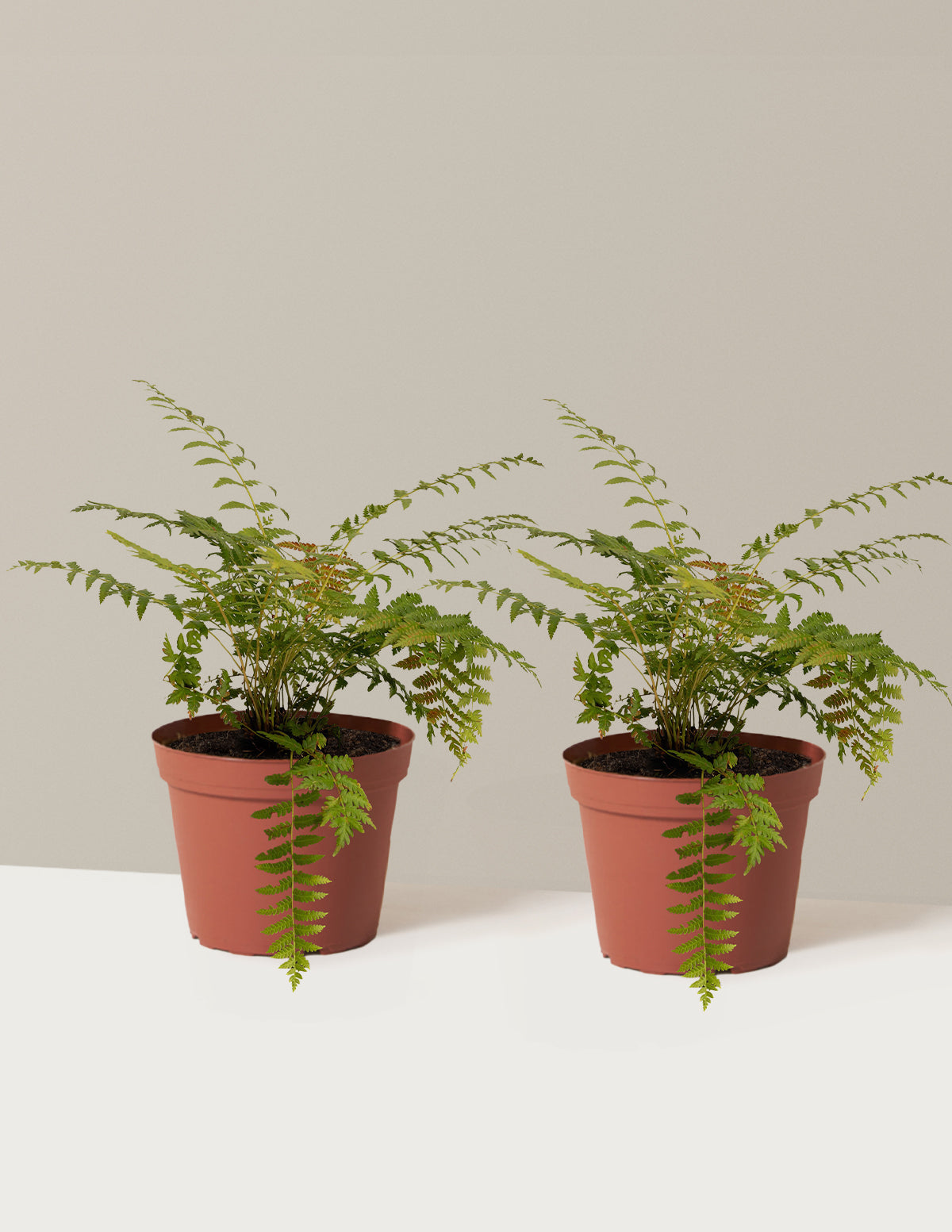Cinnamon Fern