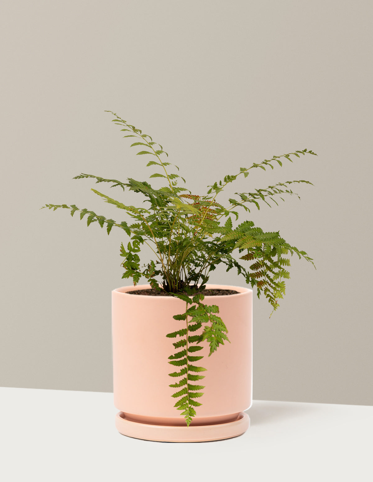 Cinnamon Fern
