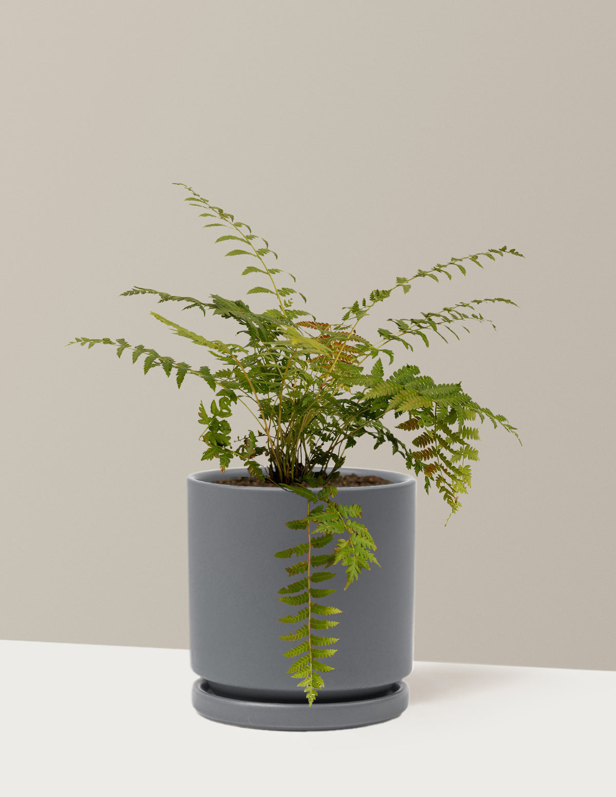Cinnamon Fern