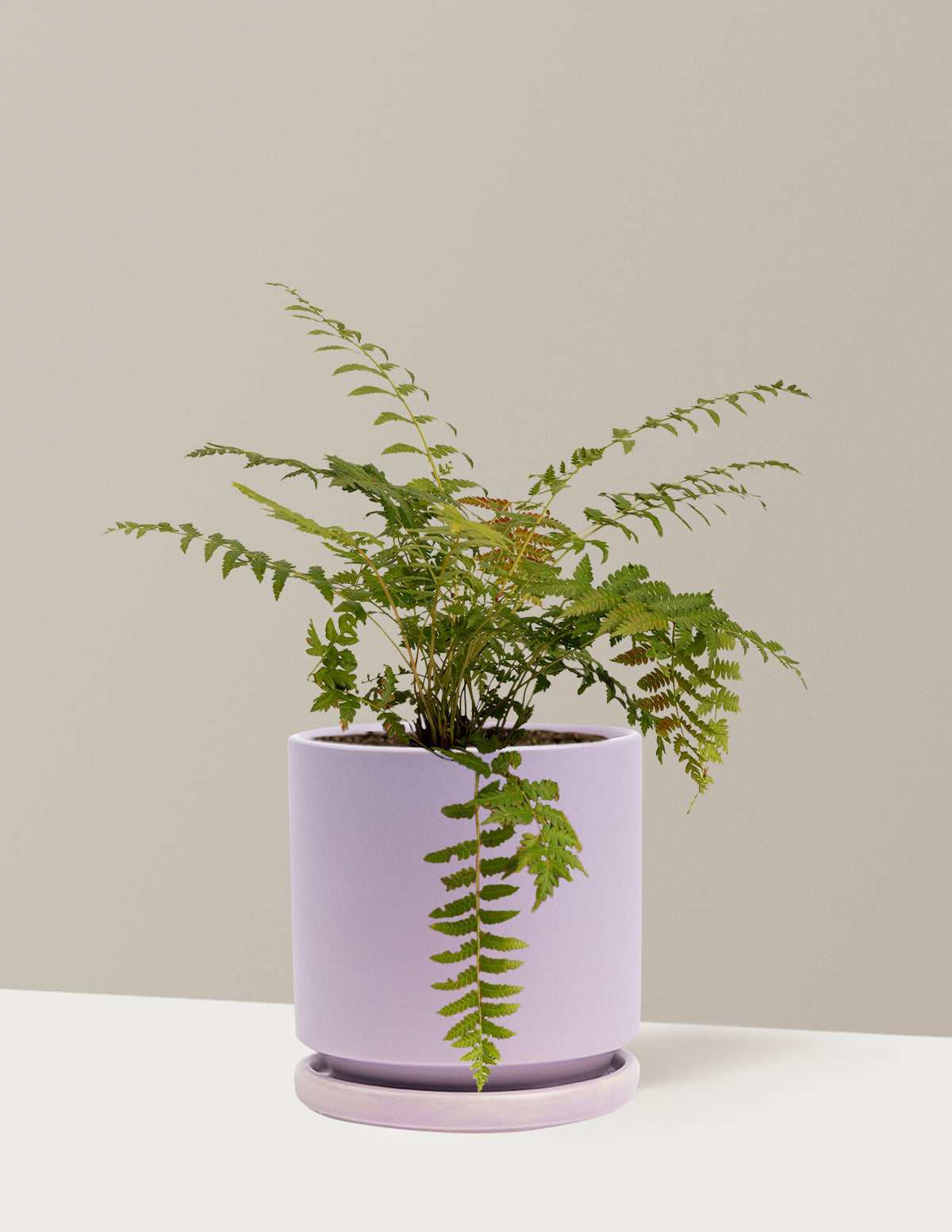 Cinnamon Fern