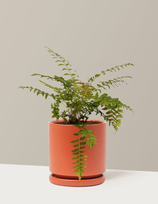 Cinnamon Fern