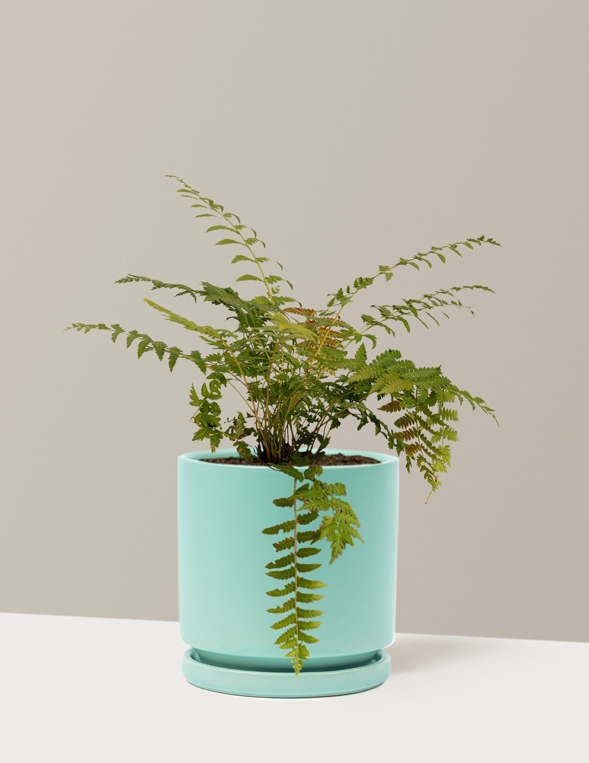 Cinnamon Fern
