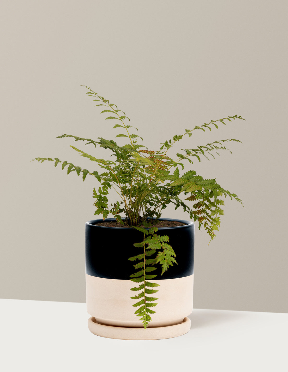 Cinnamon Fern