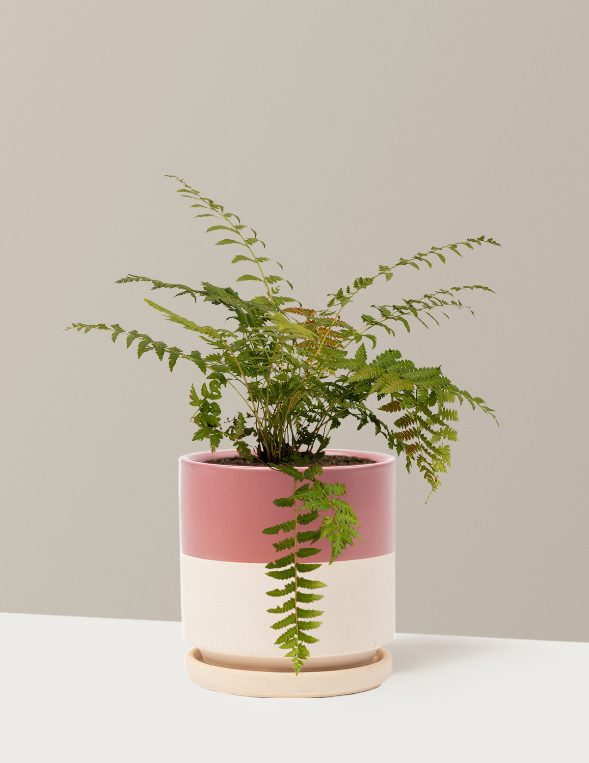 Cinnamon Fern