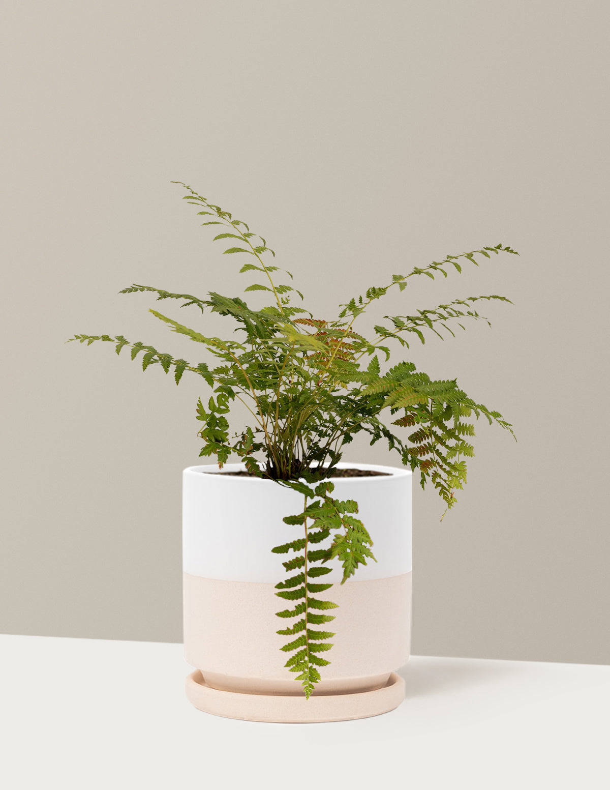 Cinnamon Fern