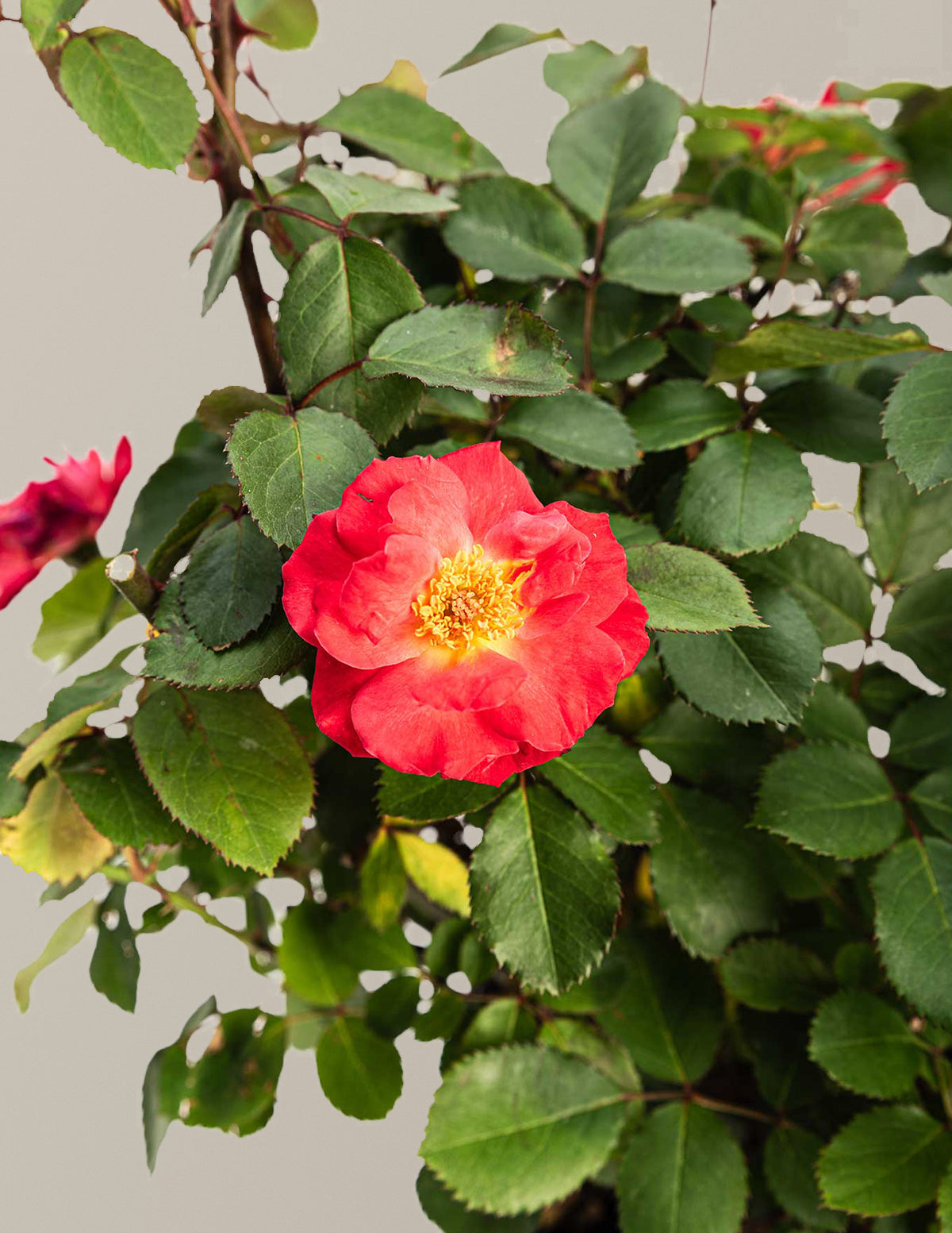 Cinnamon Hearts™ Rose