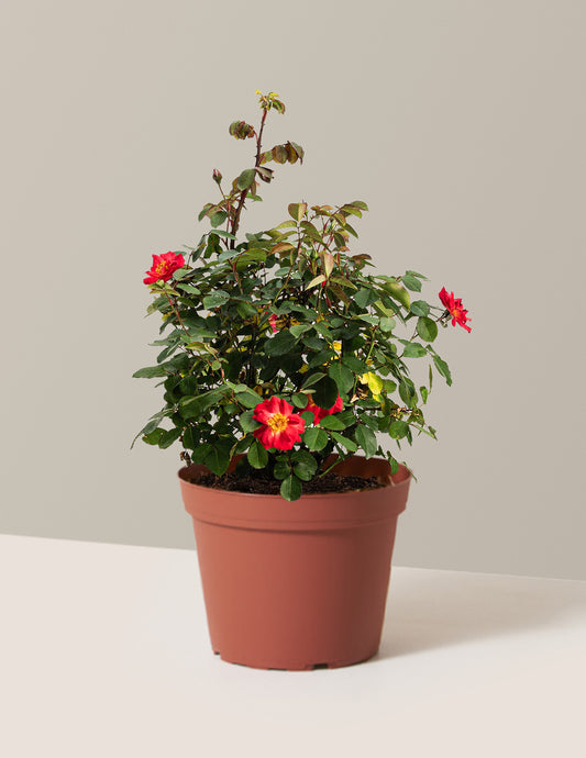 Cinnamon Hearts™ Rose