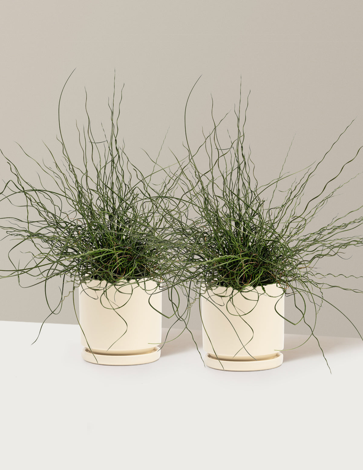 ColorGrass® Twister