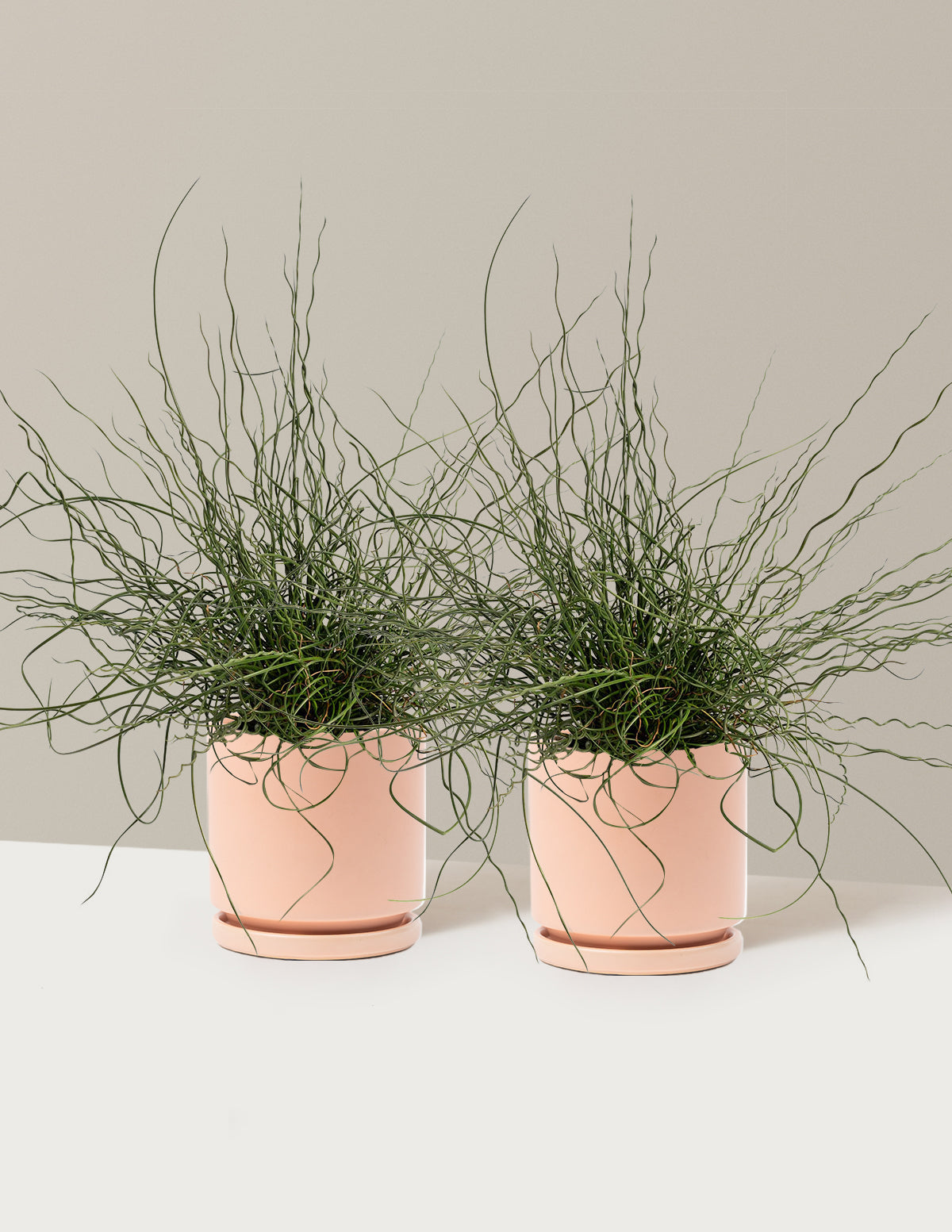ColorGrass® Twister