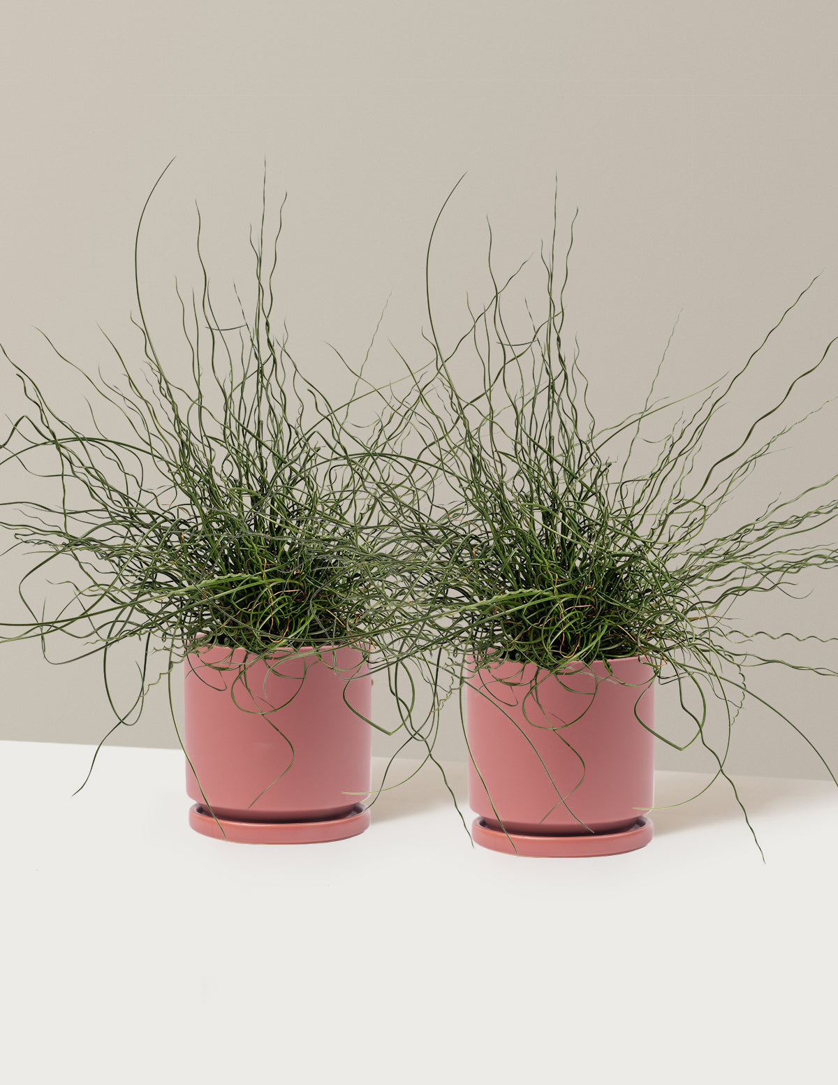 ColorGrass® Twister