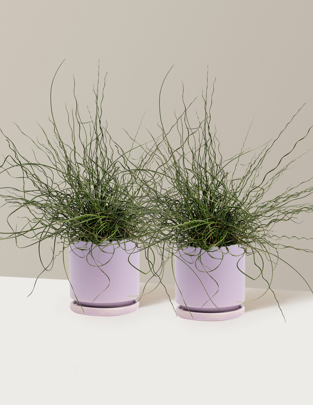ColorGrass® Twister