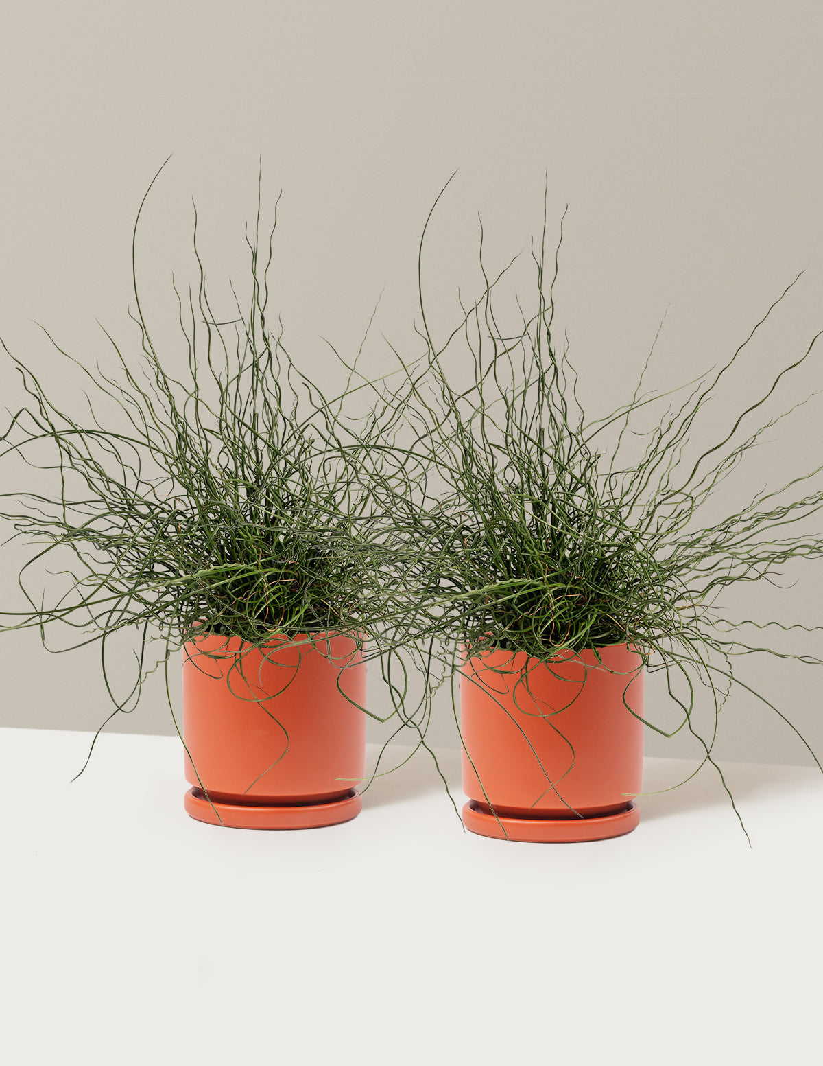 ColorGrass® Twister