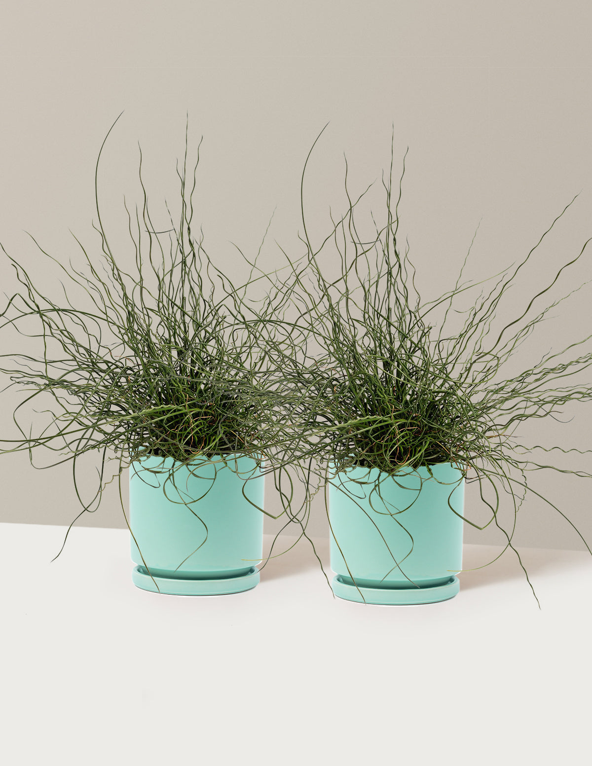 ColorGrass® Twister