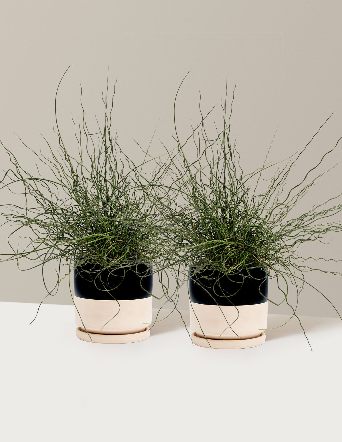 ColorGrass® Twister