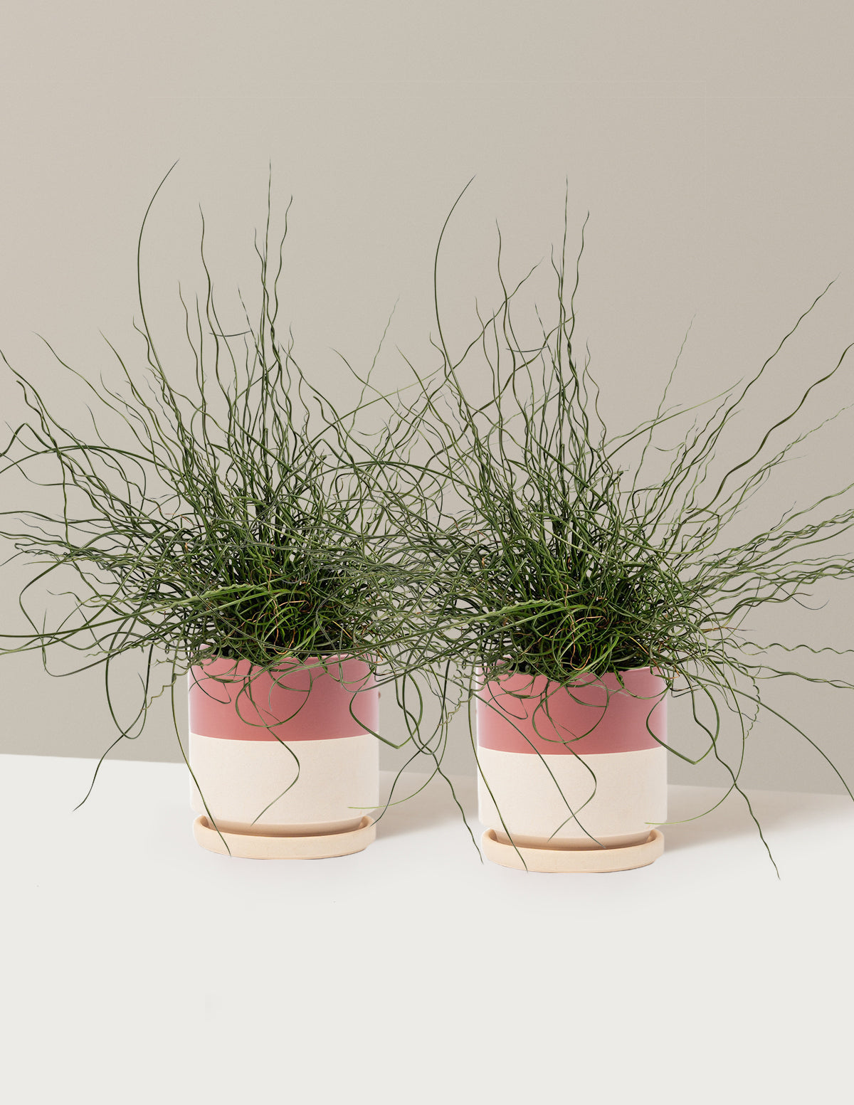 ColorGrass® Twister