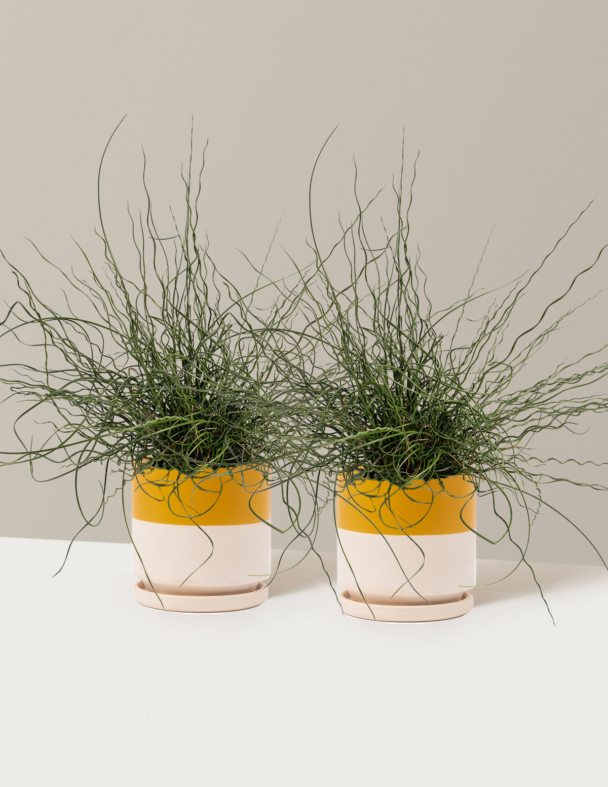 ColorGrass® Twister
