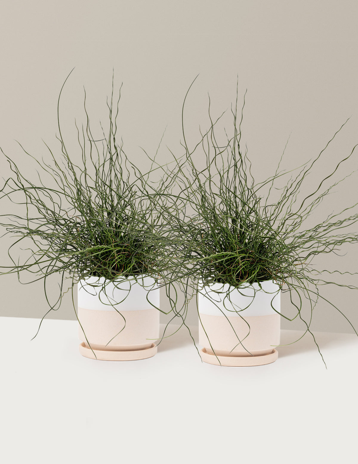ColorGrass® Twister