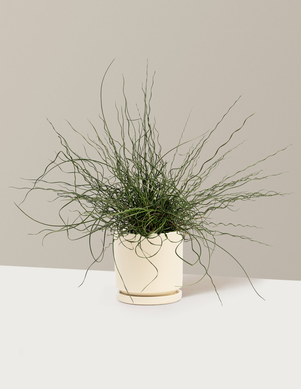 ColorGrass® Twister