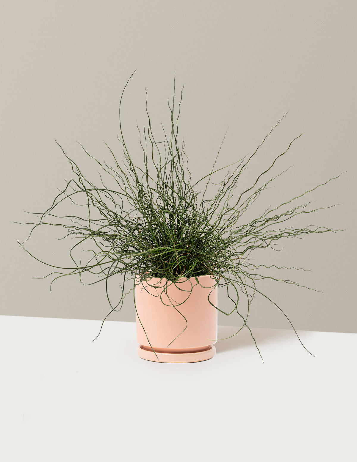 ColorGrass® Twister