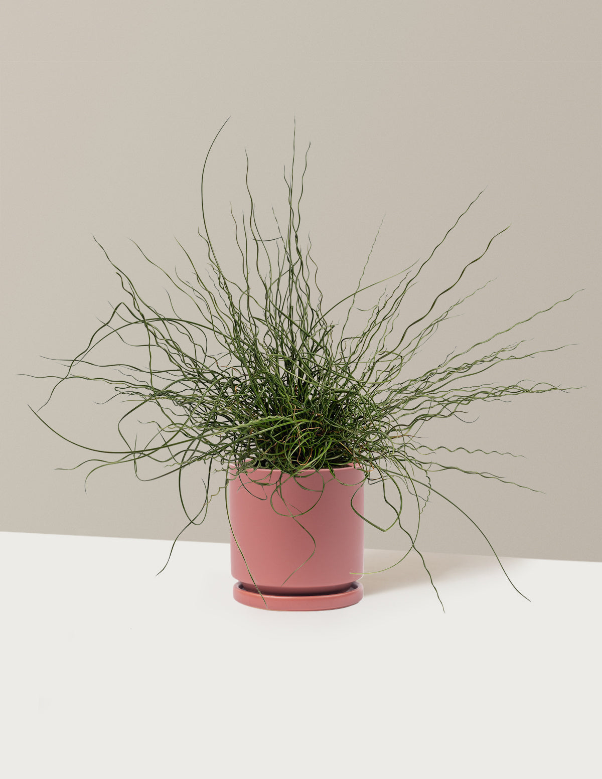 ColorGrass® Twister