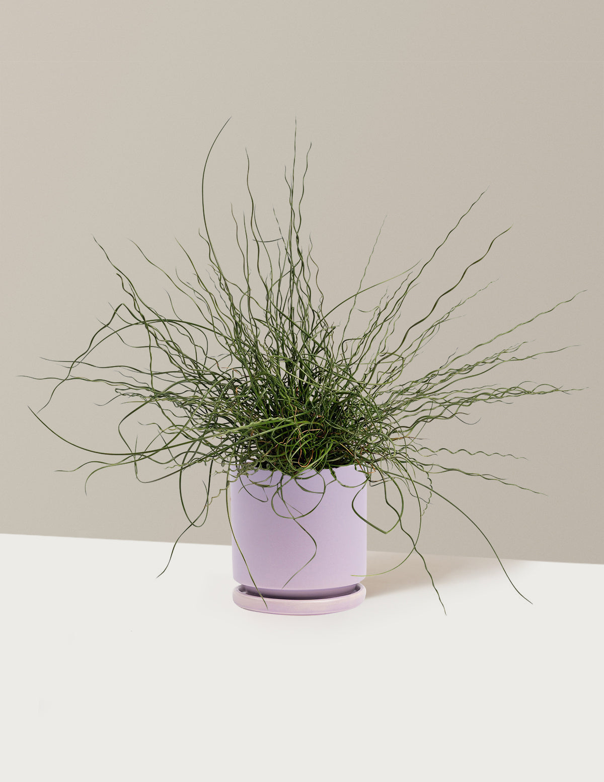ColorGrass® Twister