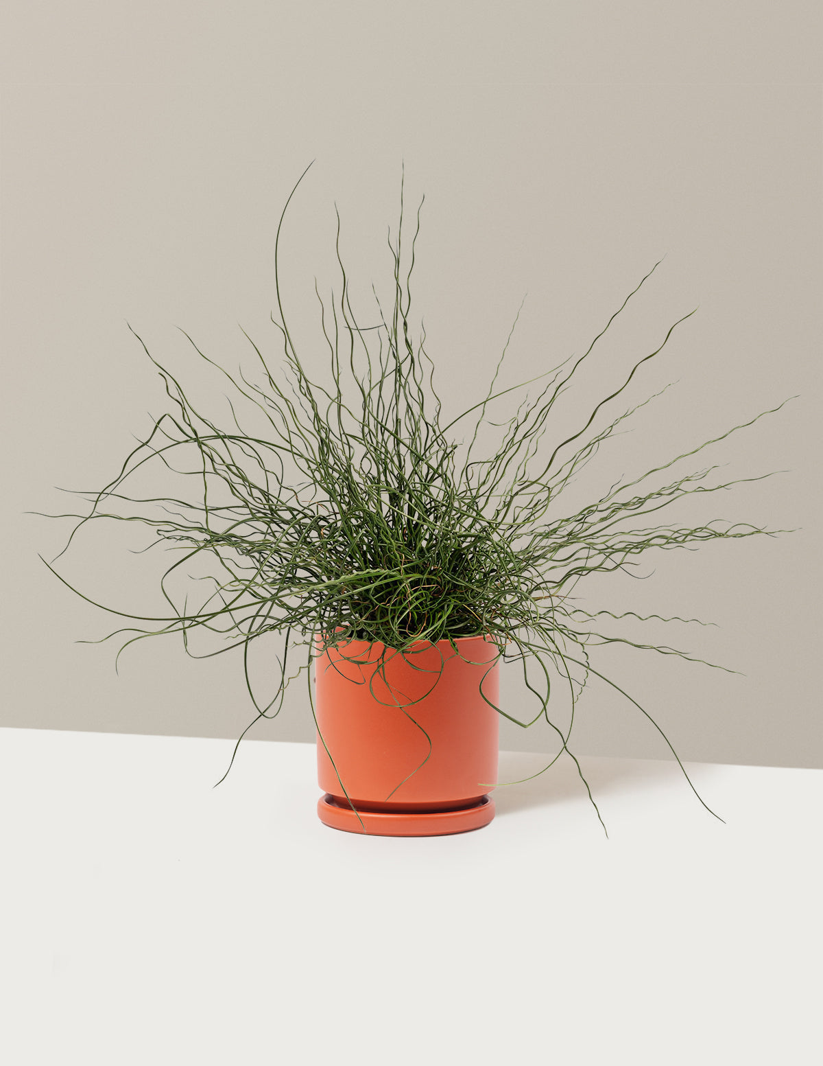 ColorGrass® Twister