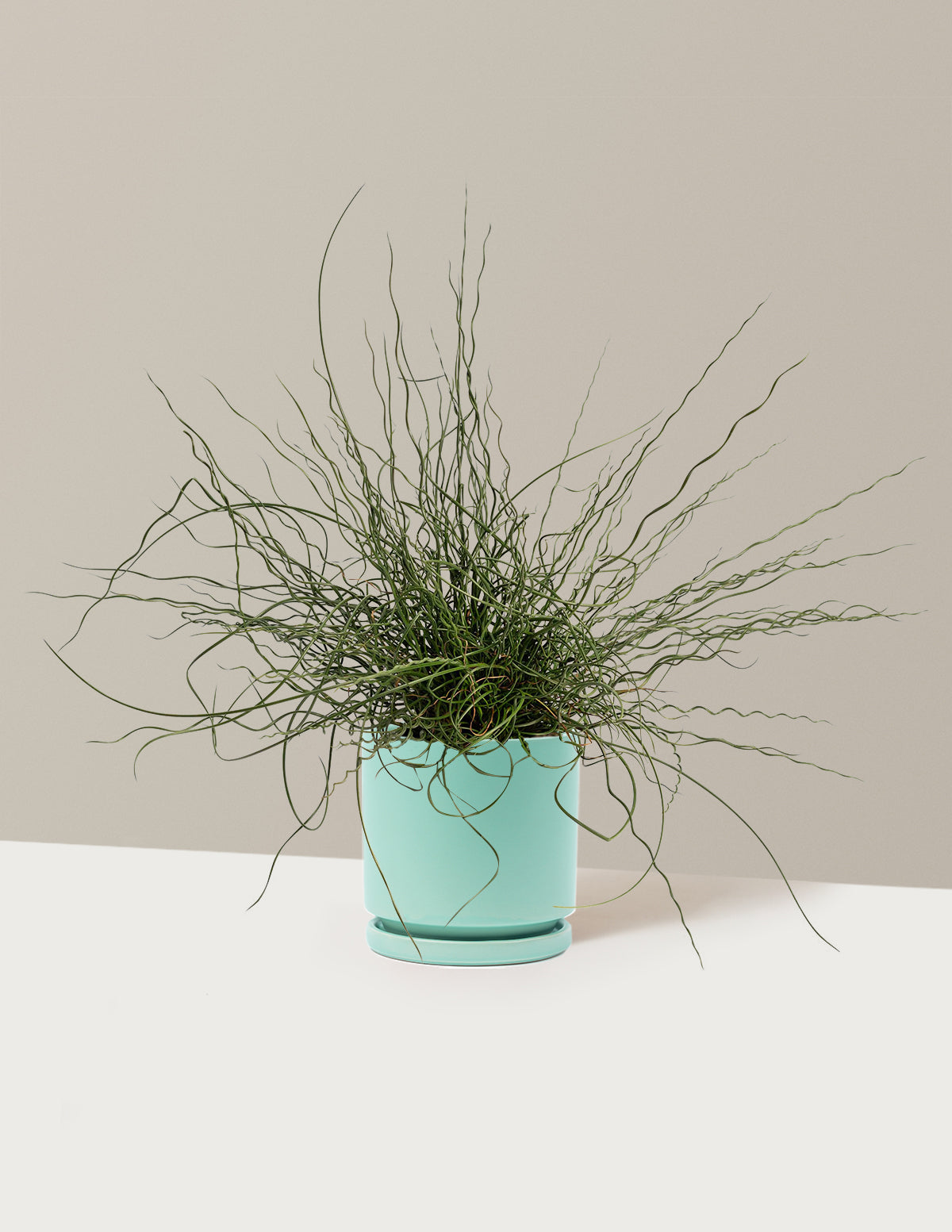 ColorGrass® Twister