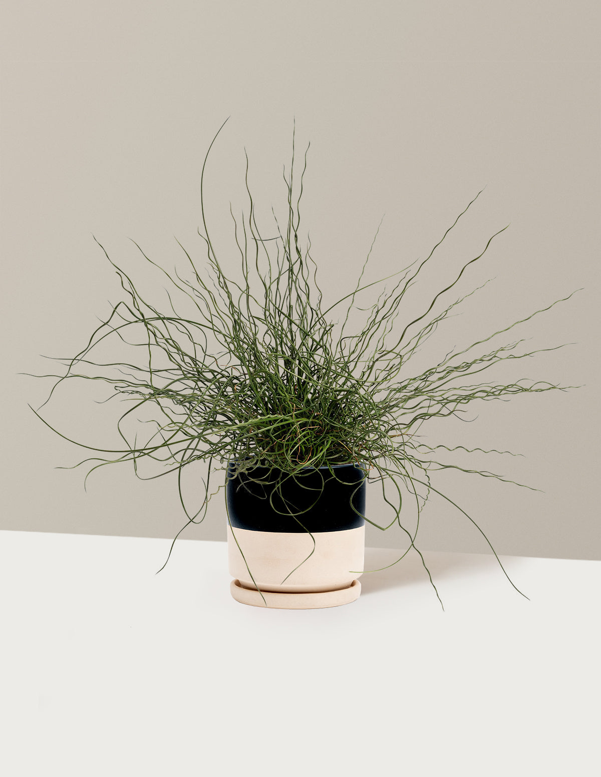 ColorGrass® Twister