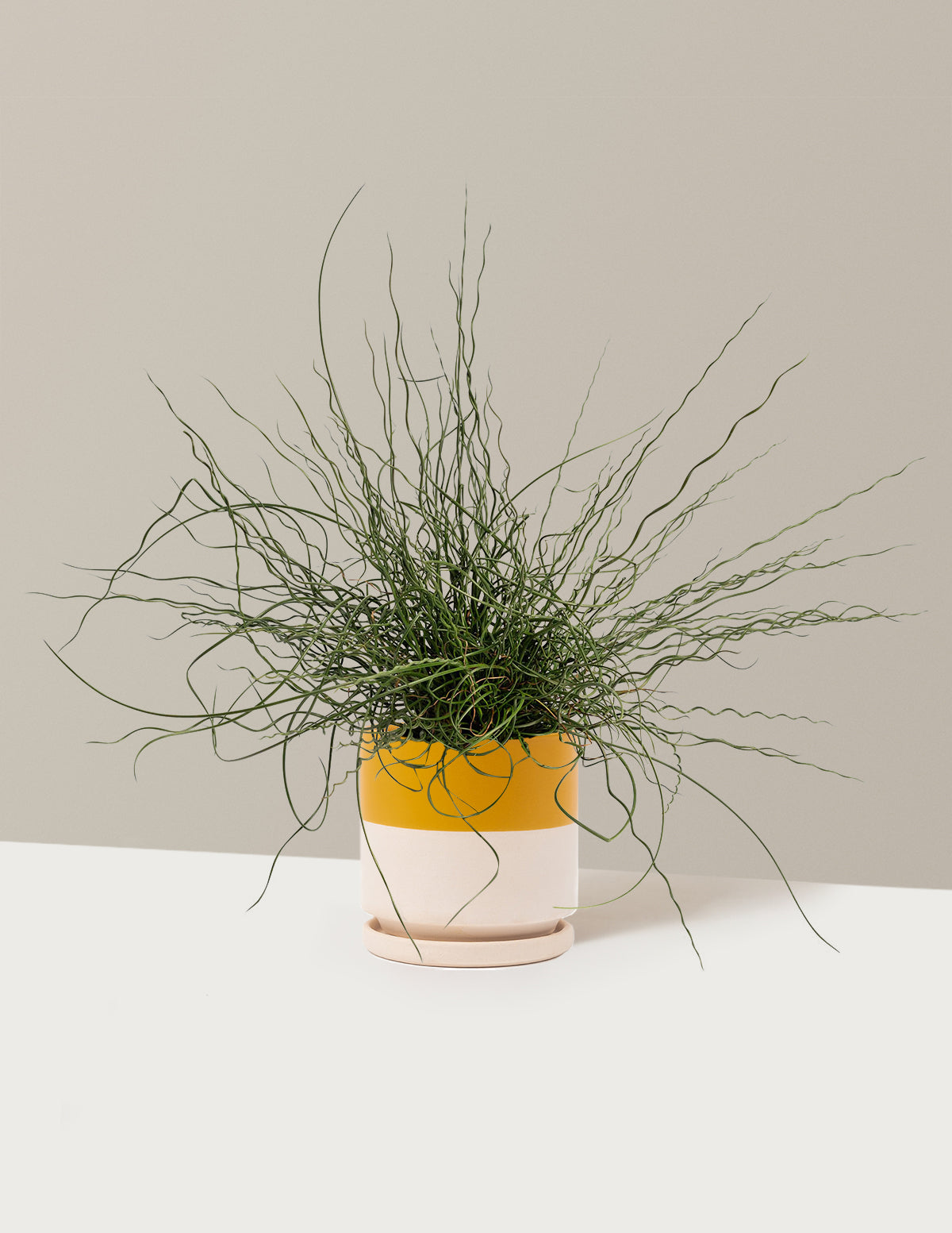ColorGrass® Twister