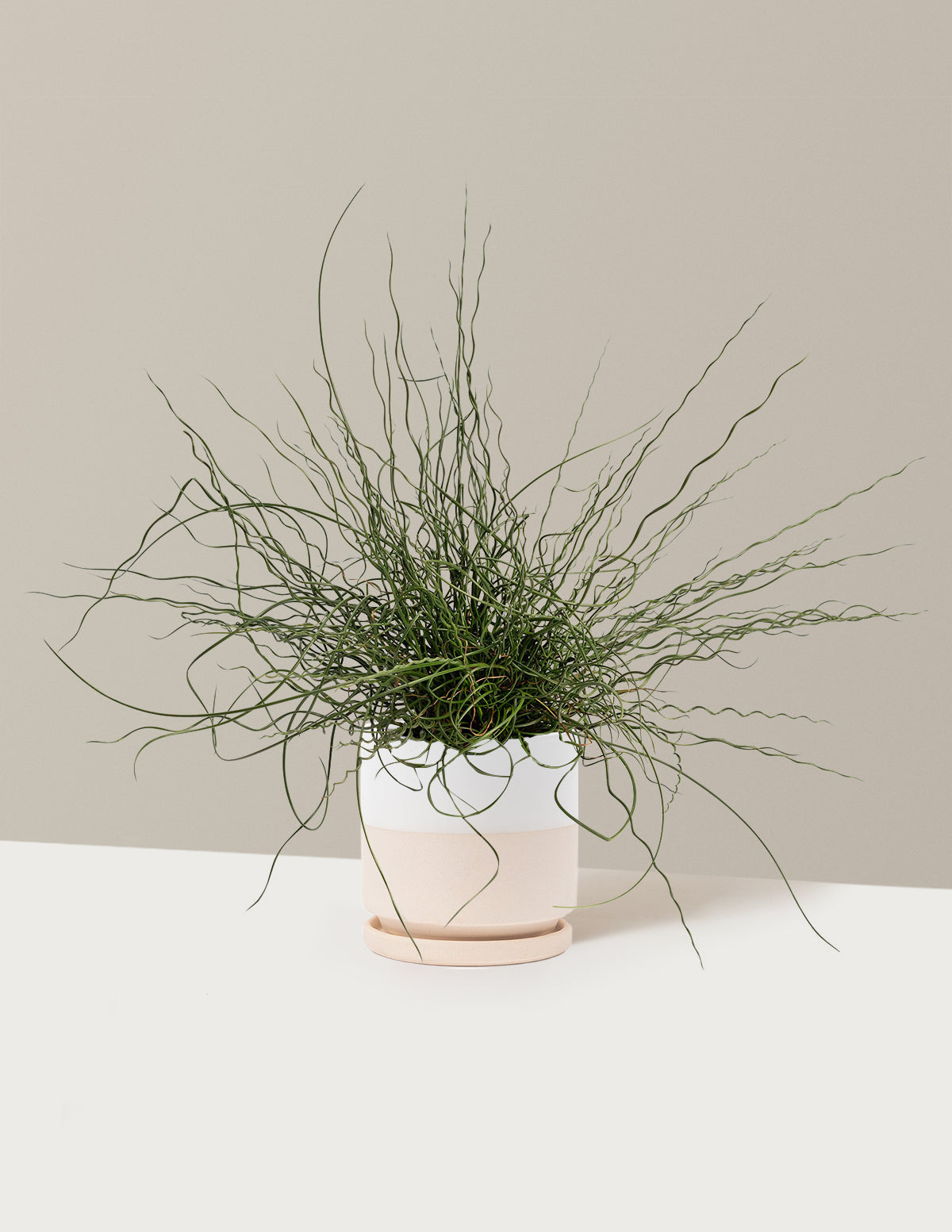 ColorGrass® Twister