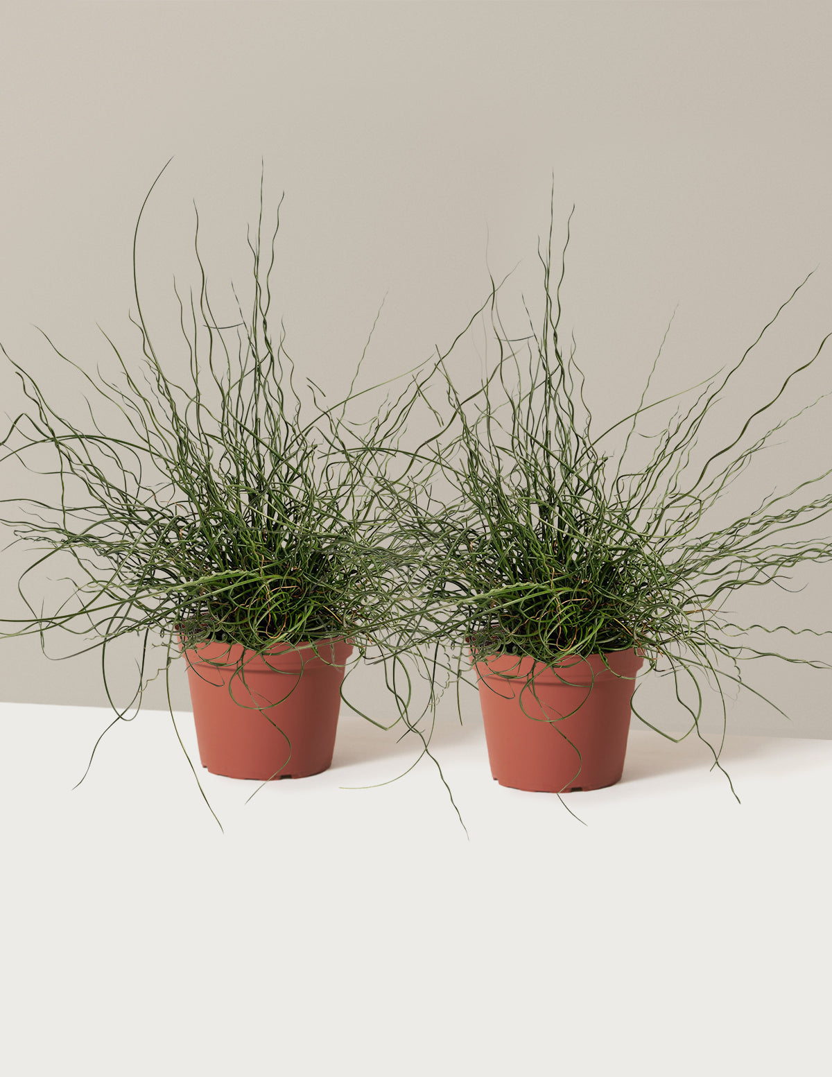 ColorGrass® Twister
