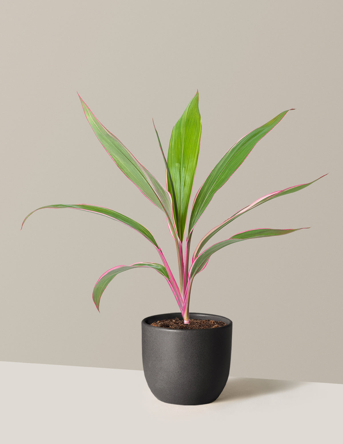 Cordyline Pink Diamond