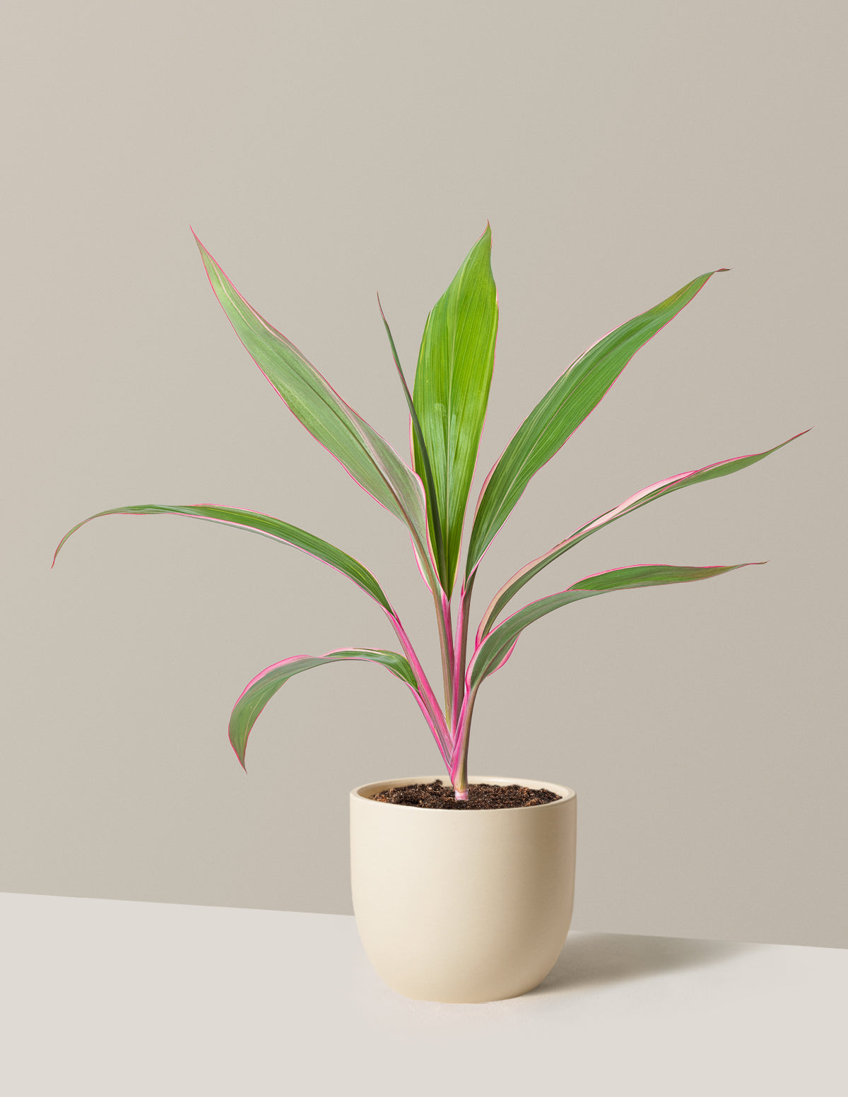 Cordyline Pink Diamond