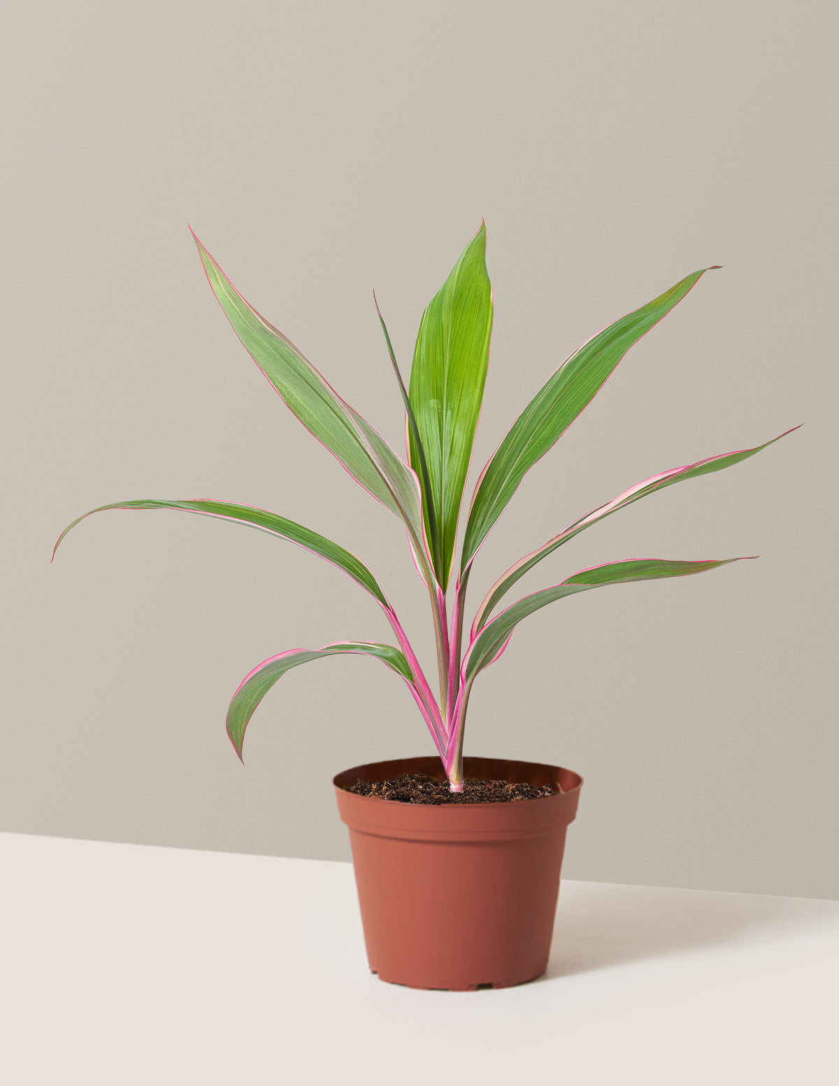 Cordyline Pink Diamond
