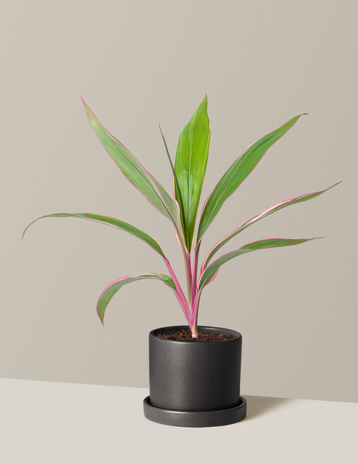 Cordyline Pink Diamond