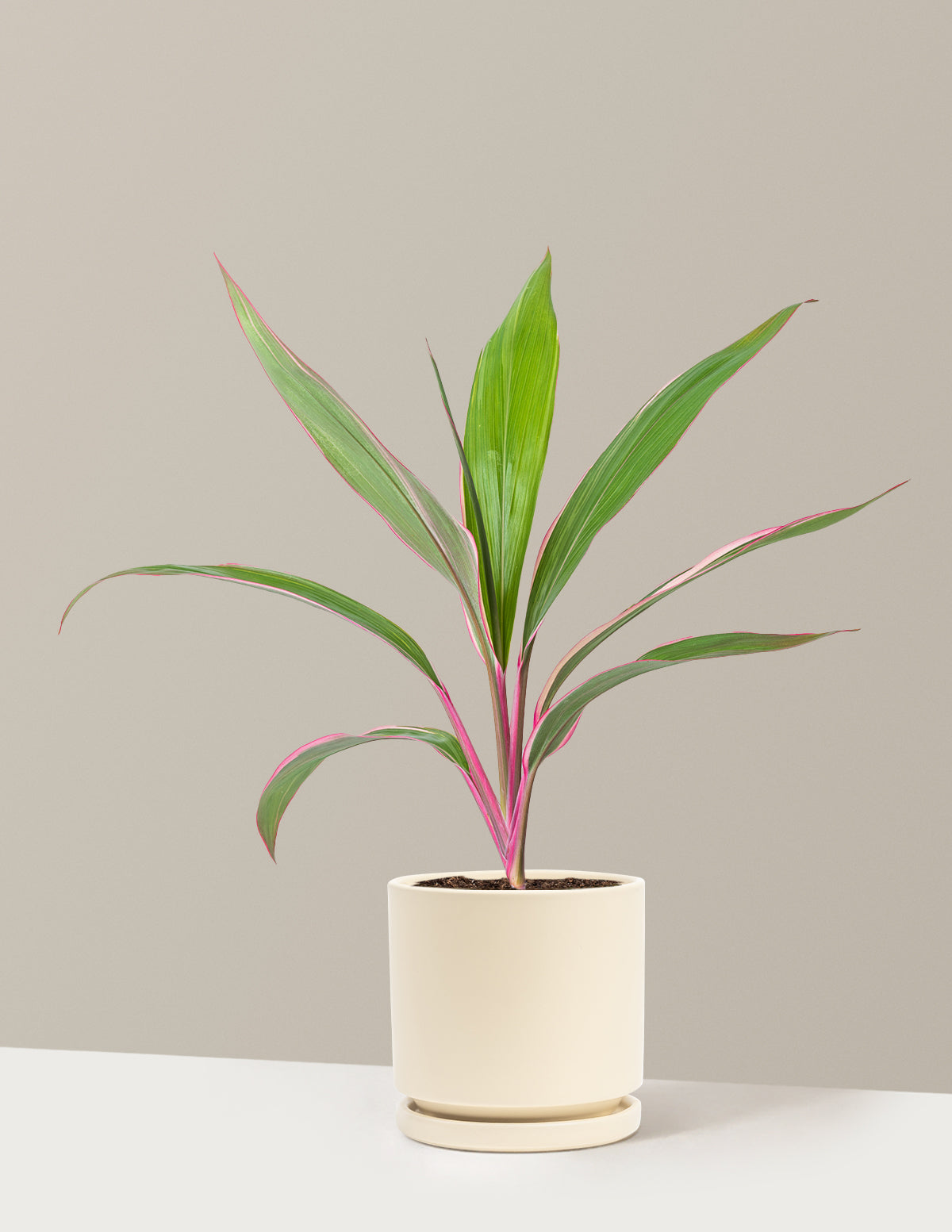 Cordyline Pink Diamond