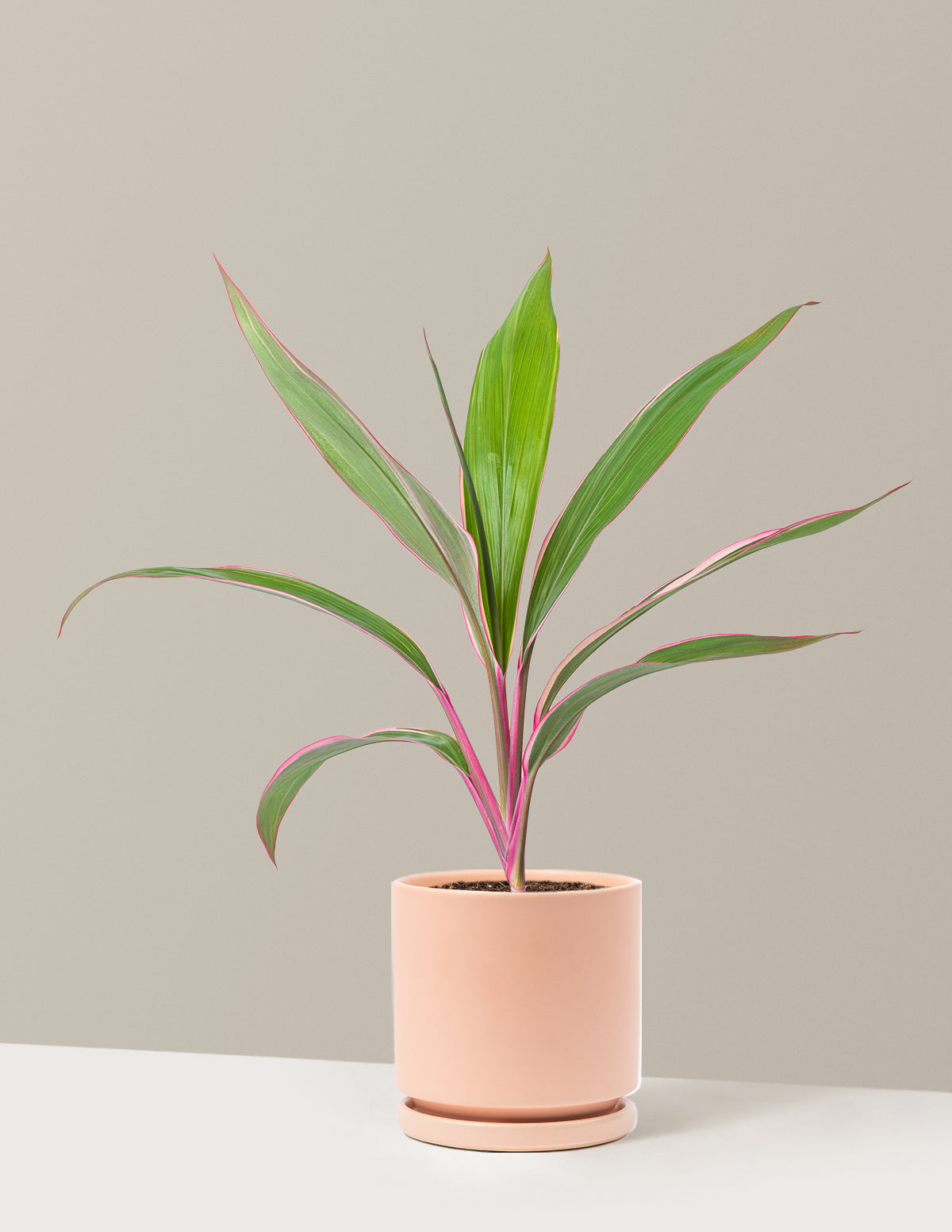 Cordyline Pink Diamond