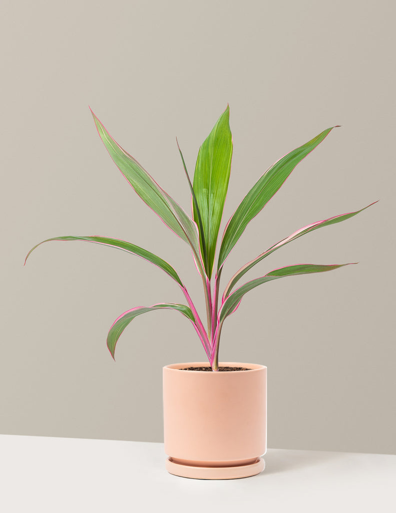 How to care for a Cordyline Pink Diamond