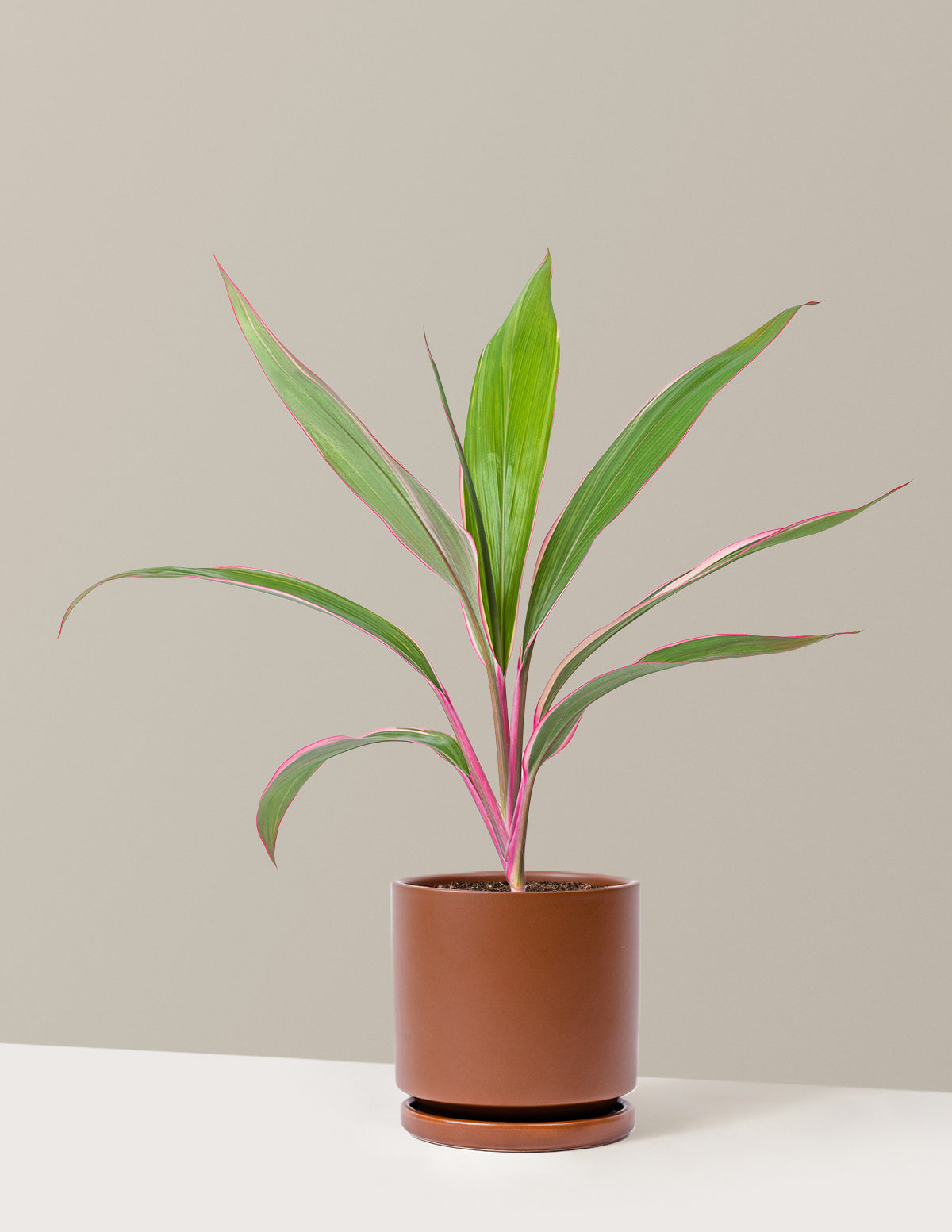 Cordyline Pink Diamond