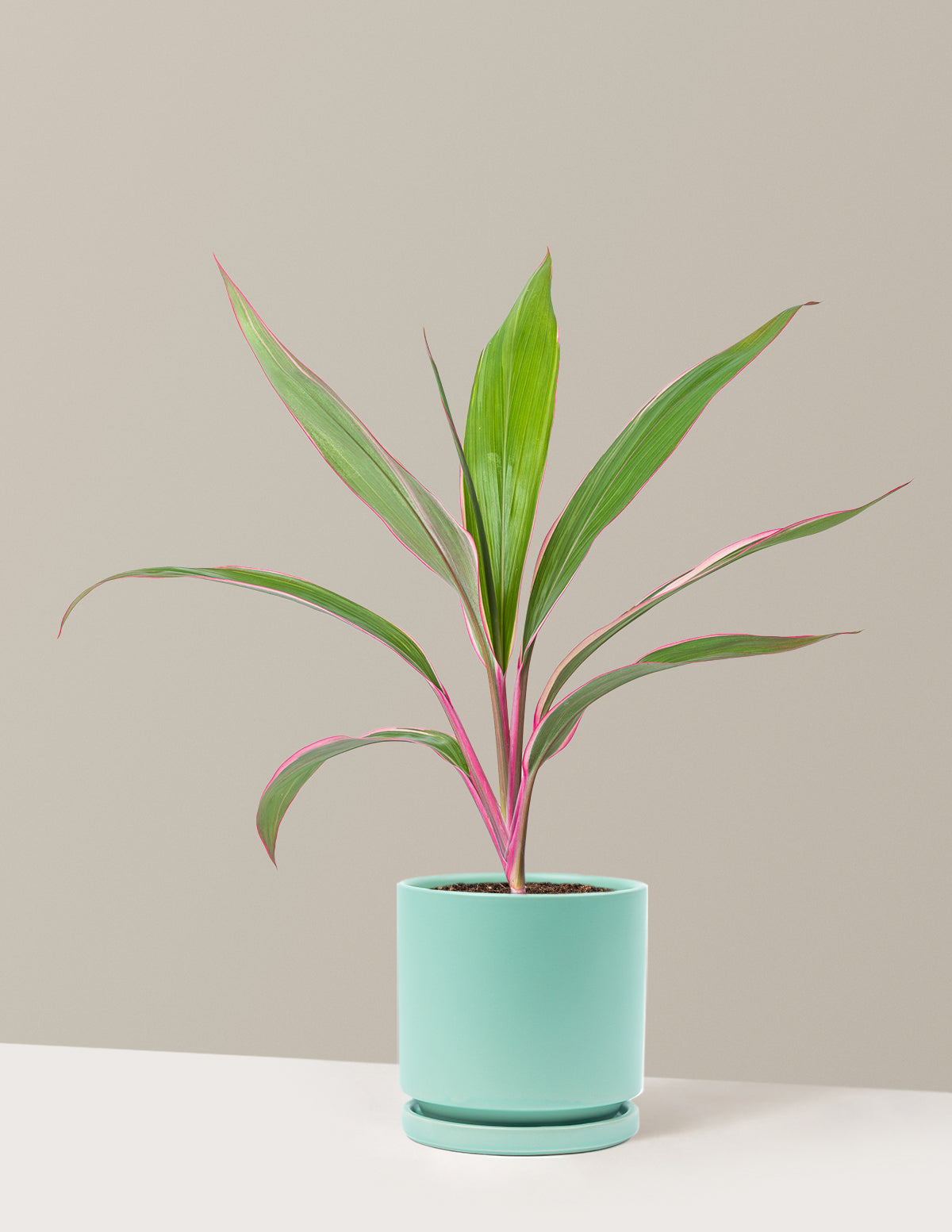 Cordyline Pink Diamond