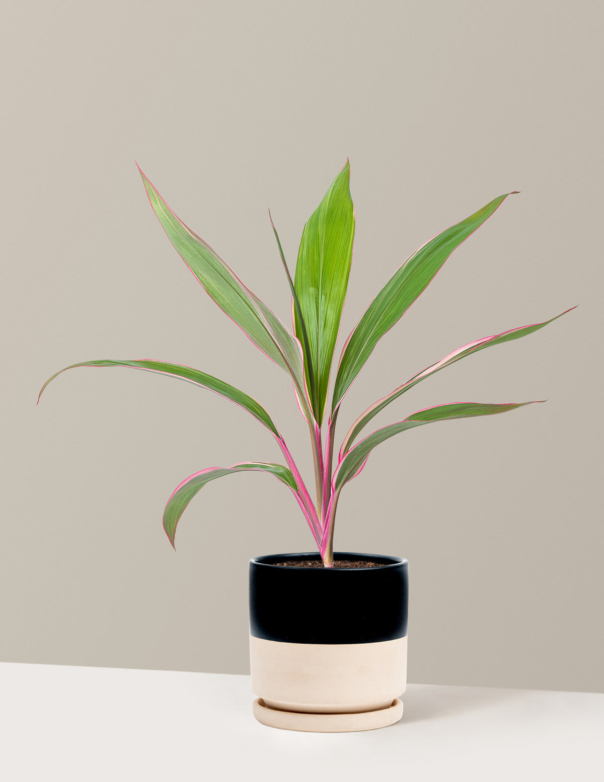 Cordyline Pink Diamond