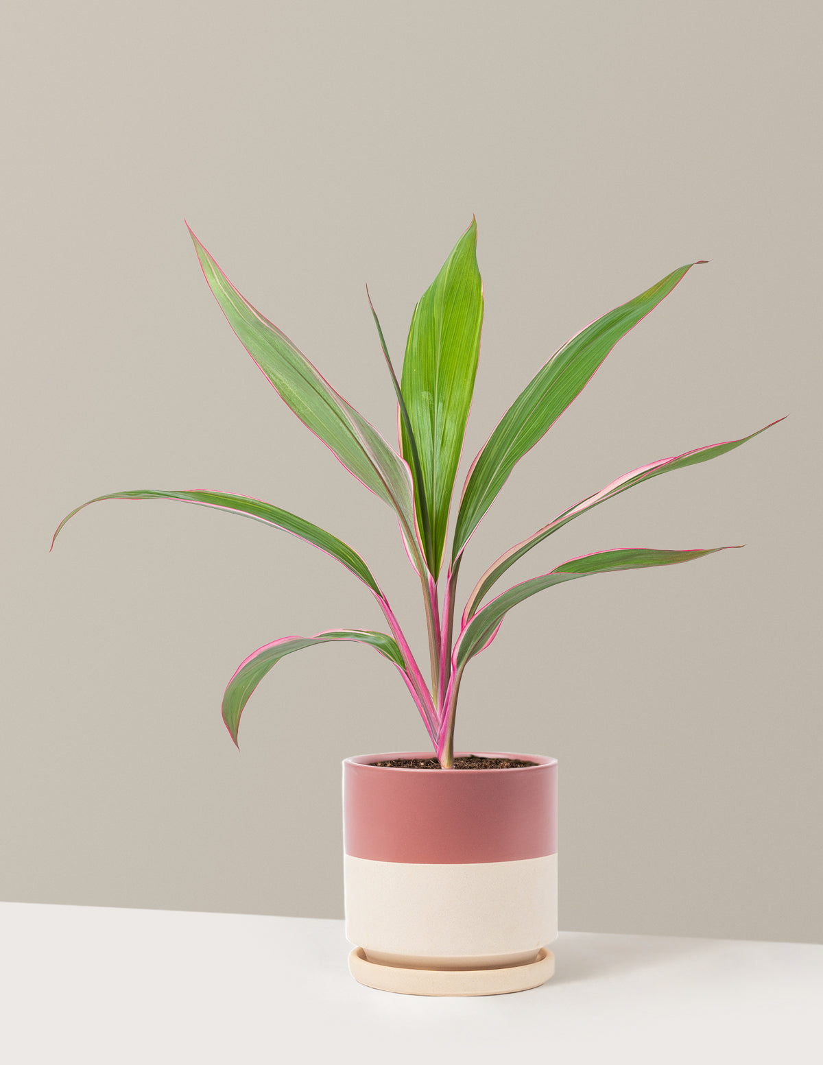 Cordyline Pink Diamond